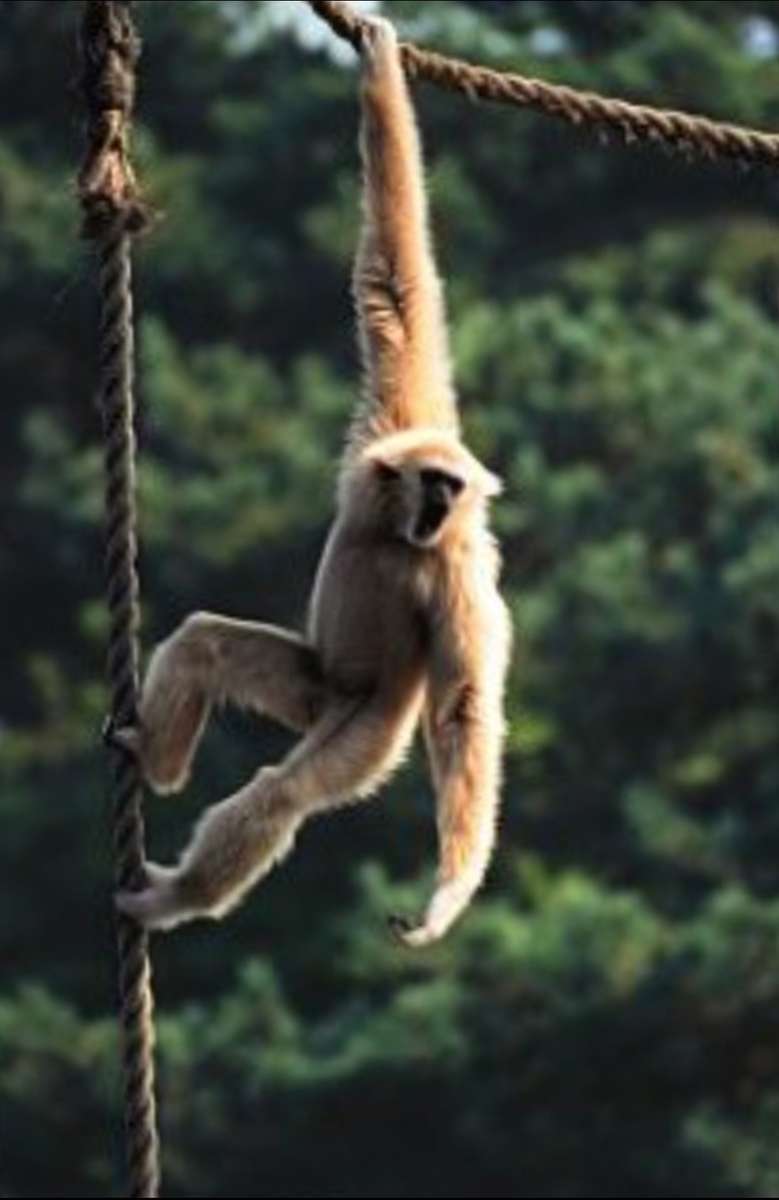 Singe gibbon puzzle en ligne