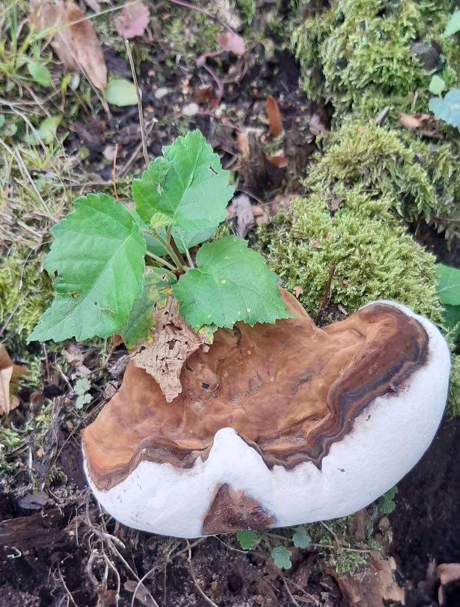 kvist på en gammal stubbe pussel på nätet