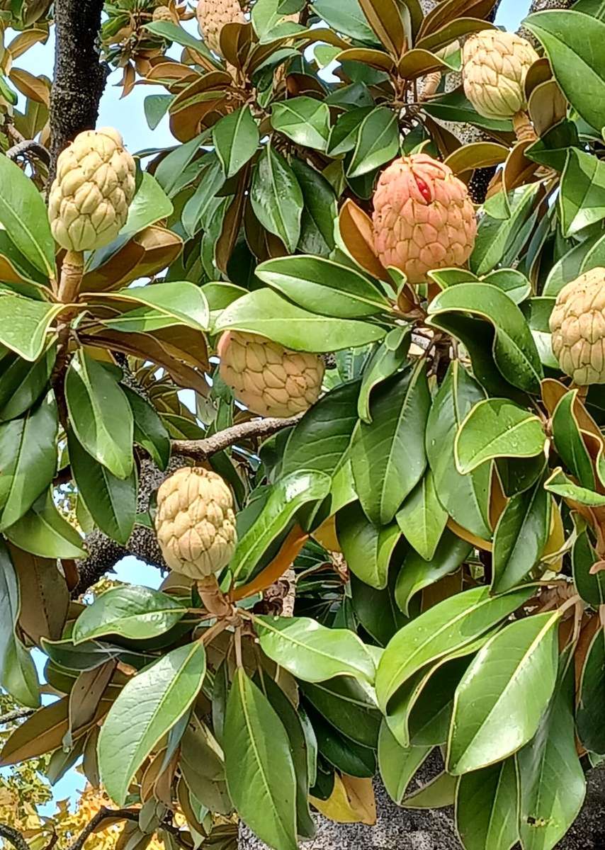 pommes à sucre sur l'arbre puzzle en ligne