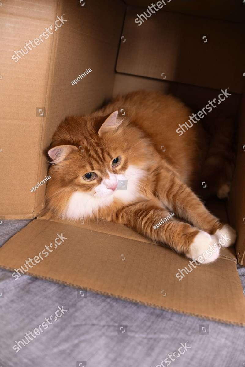 Cat Lying on Cardboard online puzzle