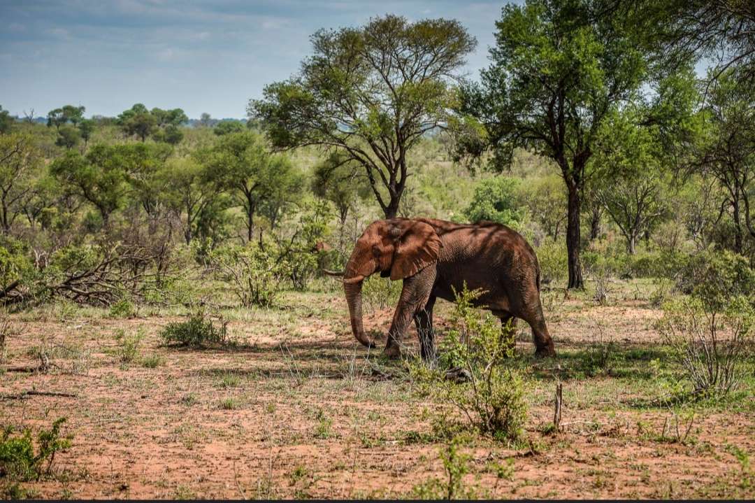 Elefante africano caminando rompecabezas en línea