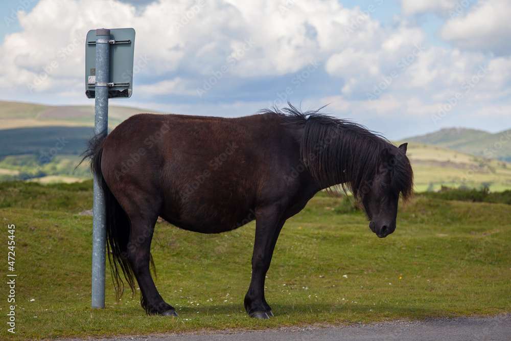 Ledsen Häst På Busshållplatsen pussel på nätet