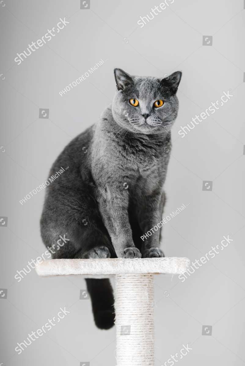 Gato British Shorthair em um poste branco para coçar puzzle online