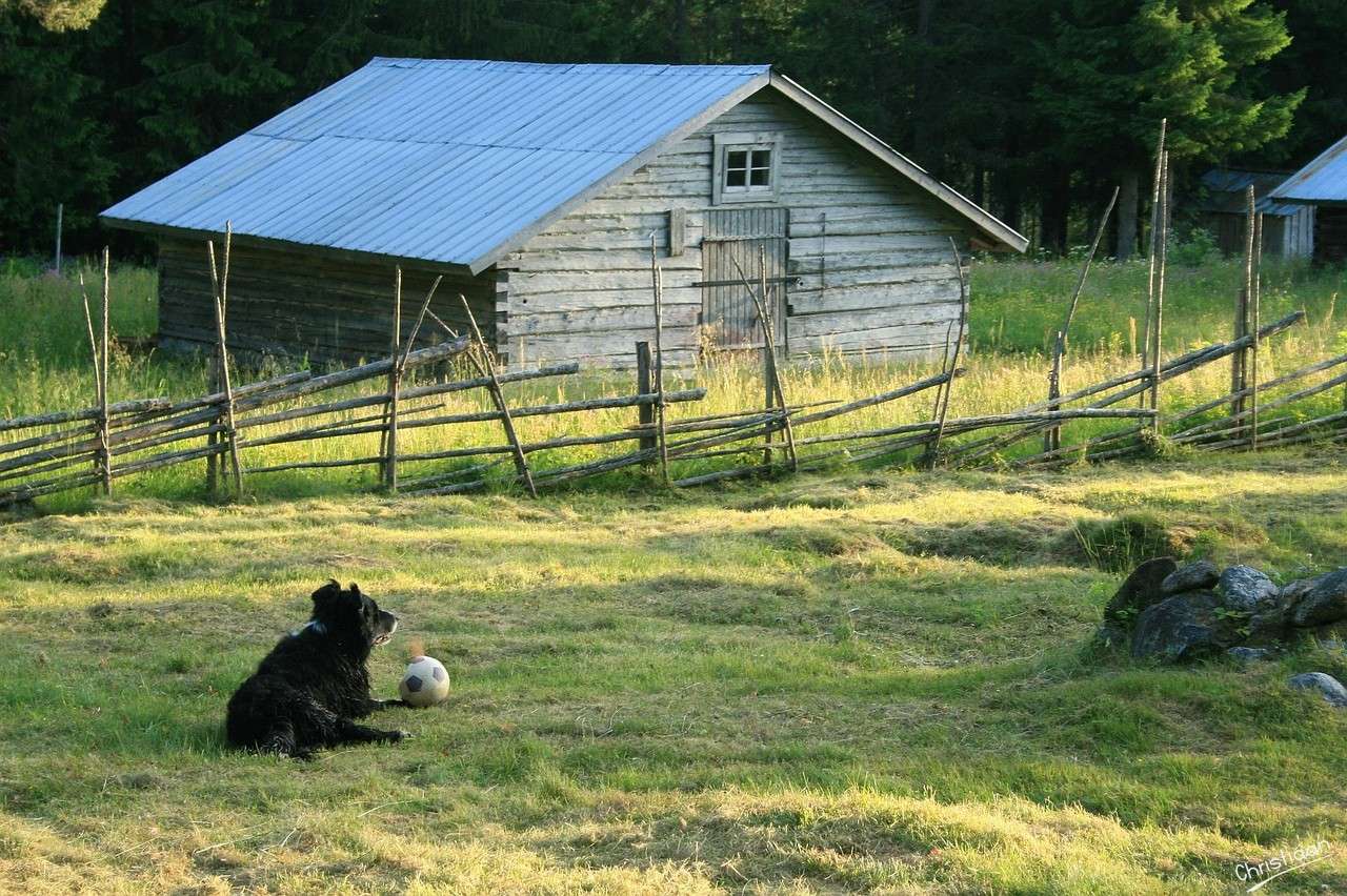 犬、夕日、動物。 オンラインパズル