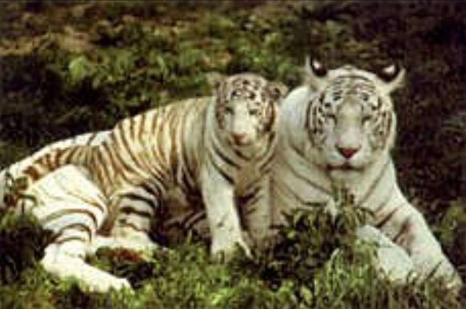 Tigres blancs puzzle en ligne