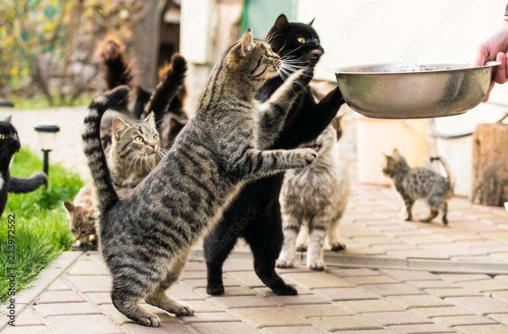 Alimentar a los gatos rompecabezas en línea