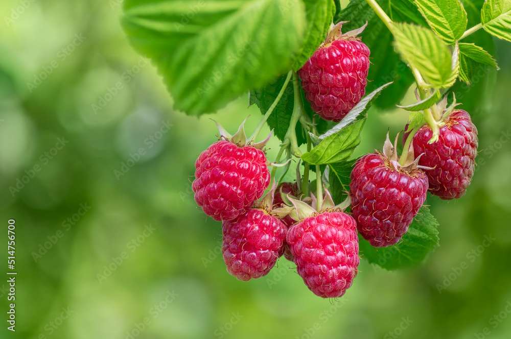 Ripe Raspberries in the Garden online puzzle