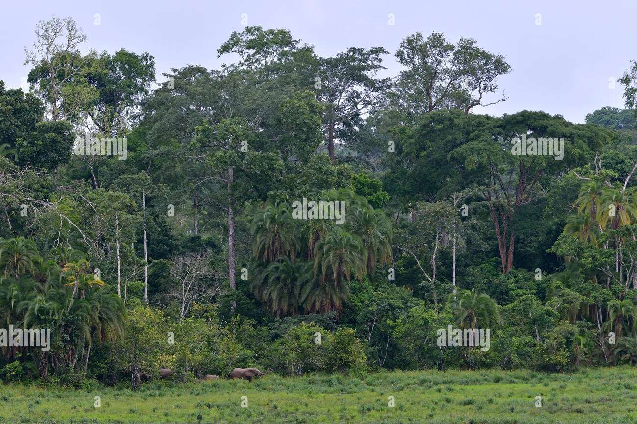 Bosque Ecuatorial Africano, Camerún rompecabezas en línea