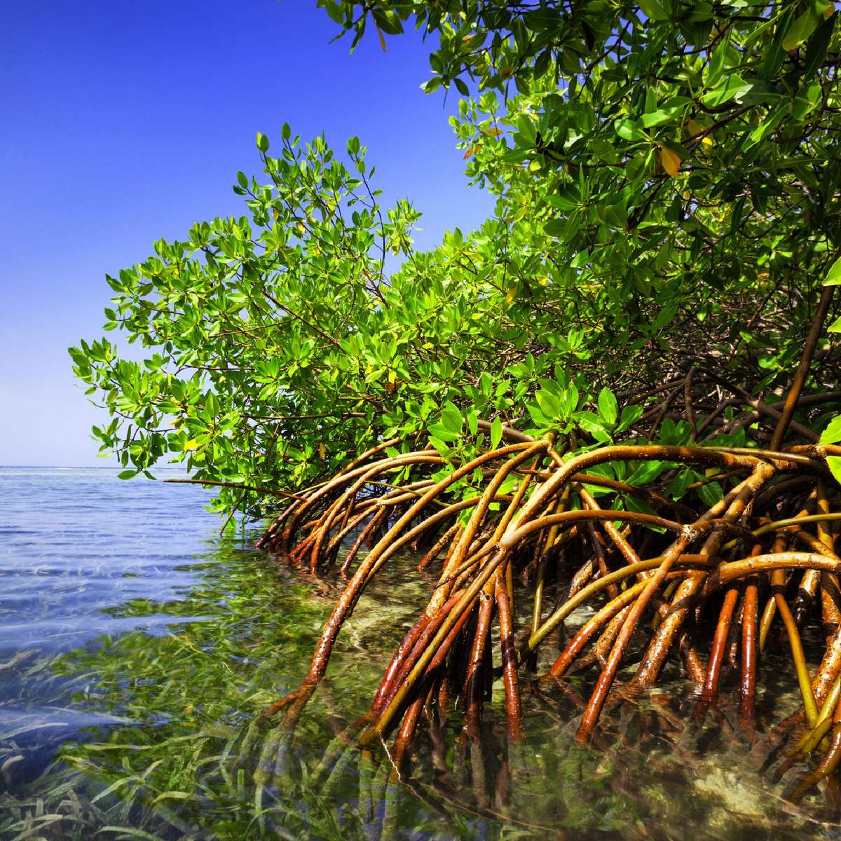 Mangrove puzzle en ligne