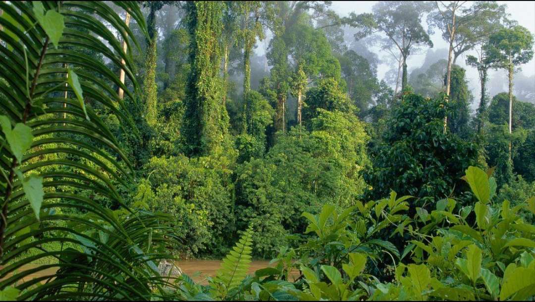 Bosque ecuatorial en la isla de Borneo, Indonesia rompecabezas en línea