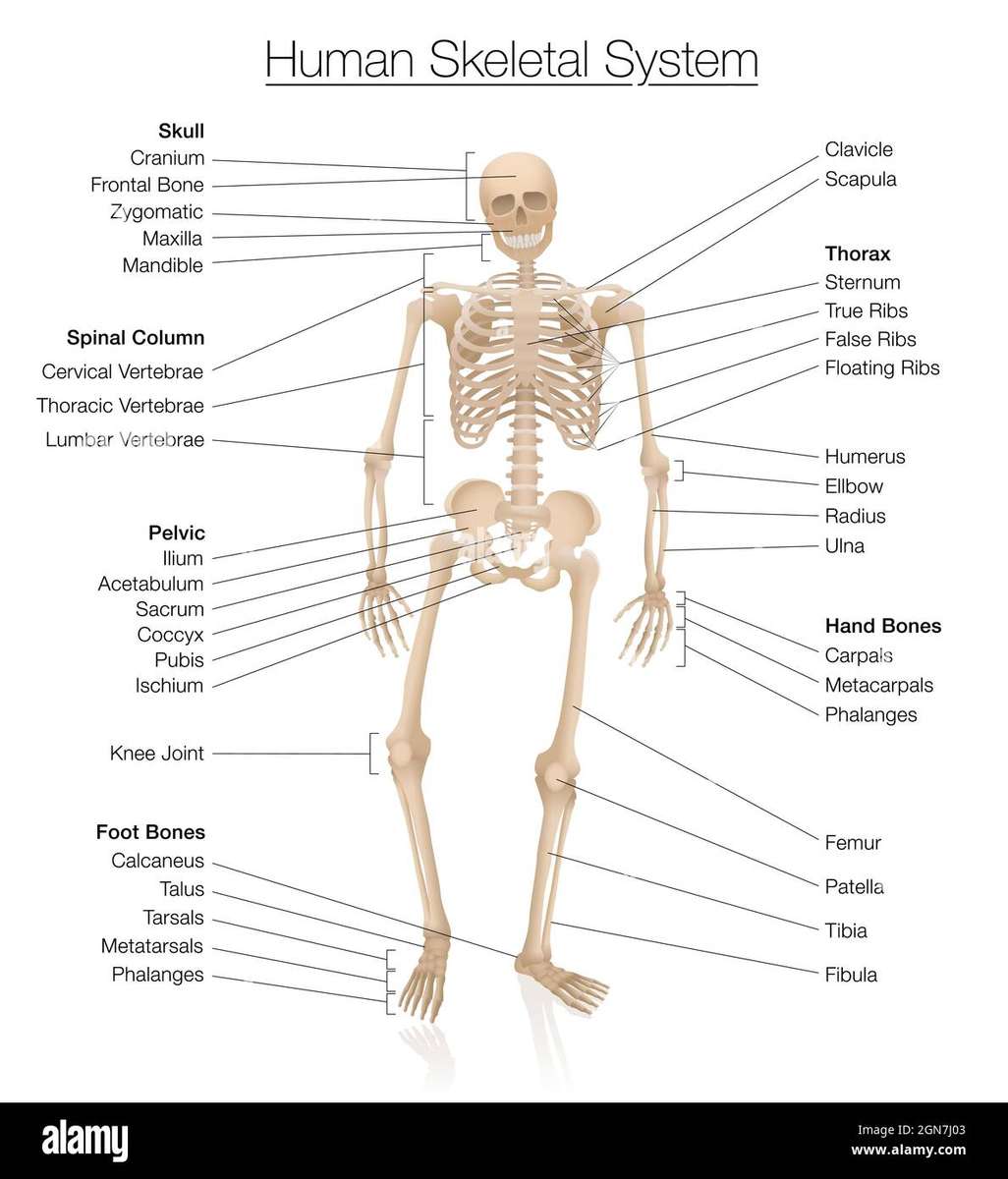 Skeletanatomie puzzel legpuzzel online