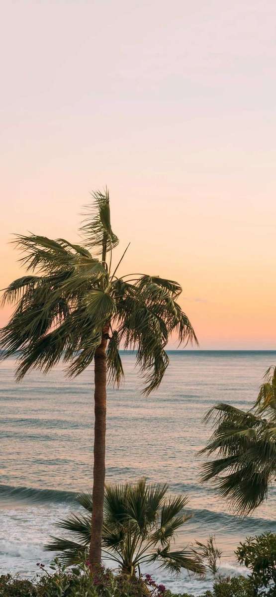 Palmeras en la costa rompecabezas en línea