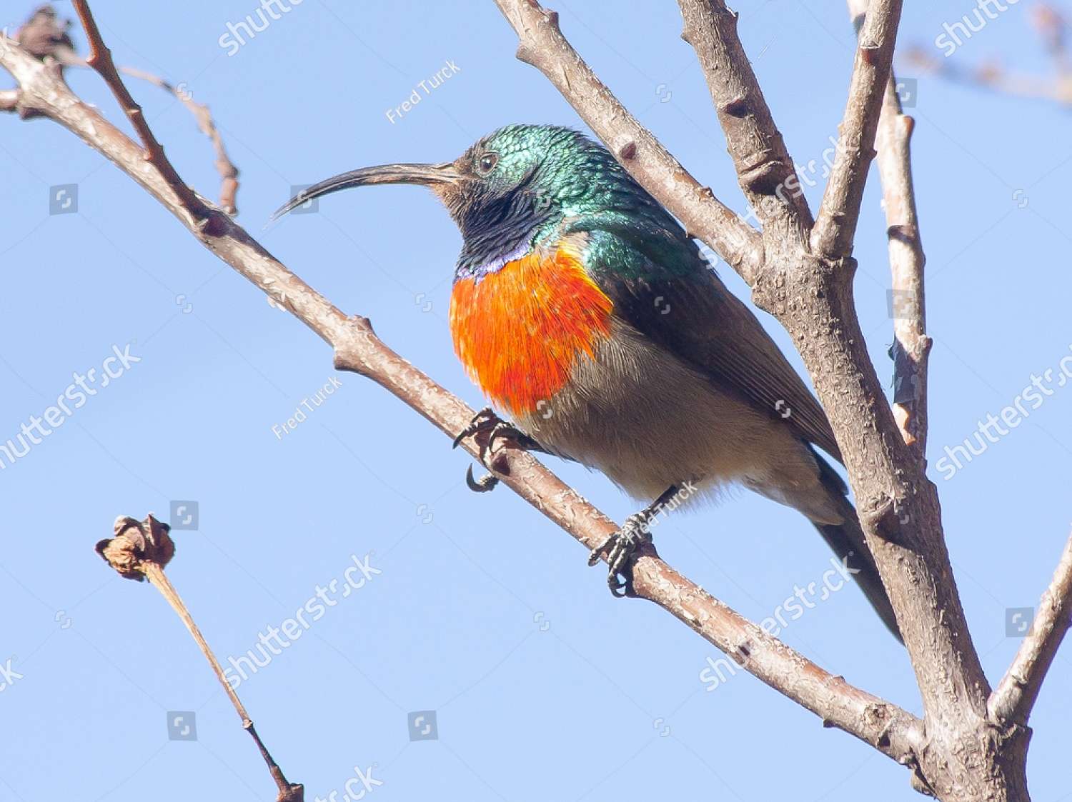 pájaro néctar rompecabezas en línea