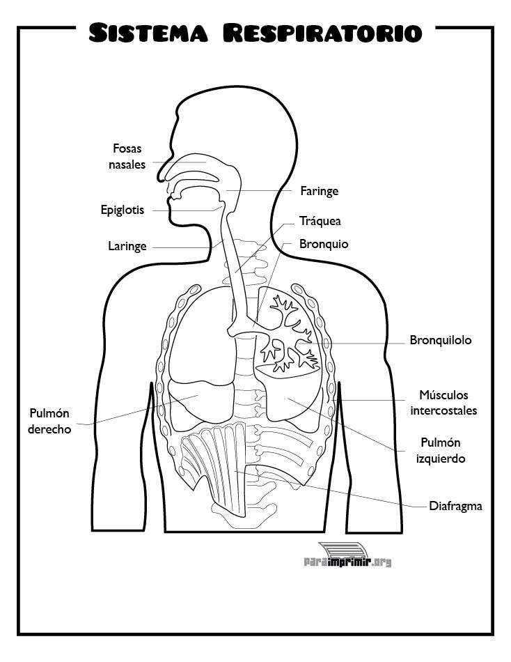 RESPIRATORY SYSTEM jigsaw puzzle online