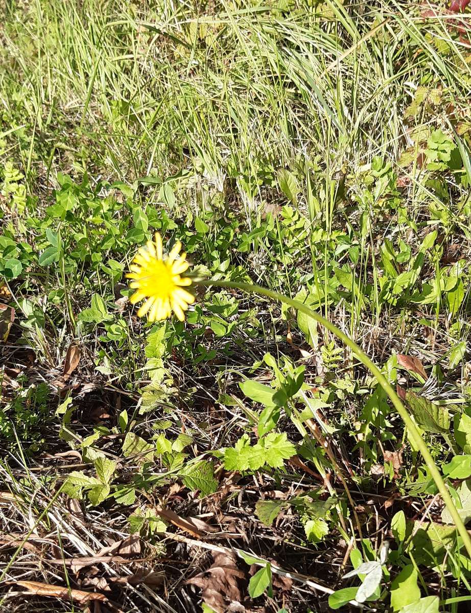 a última flor de outono quebra-cabeças online