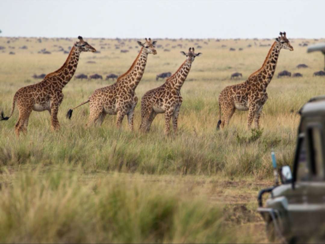 Invités inattendus pendant Safari puzzle en ligne