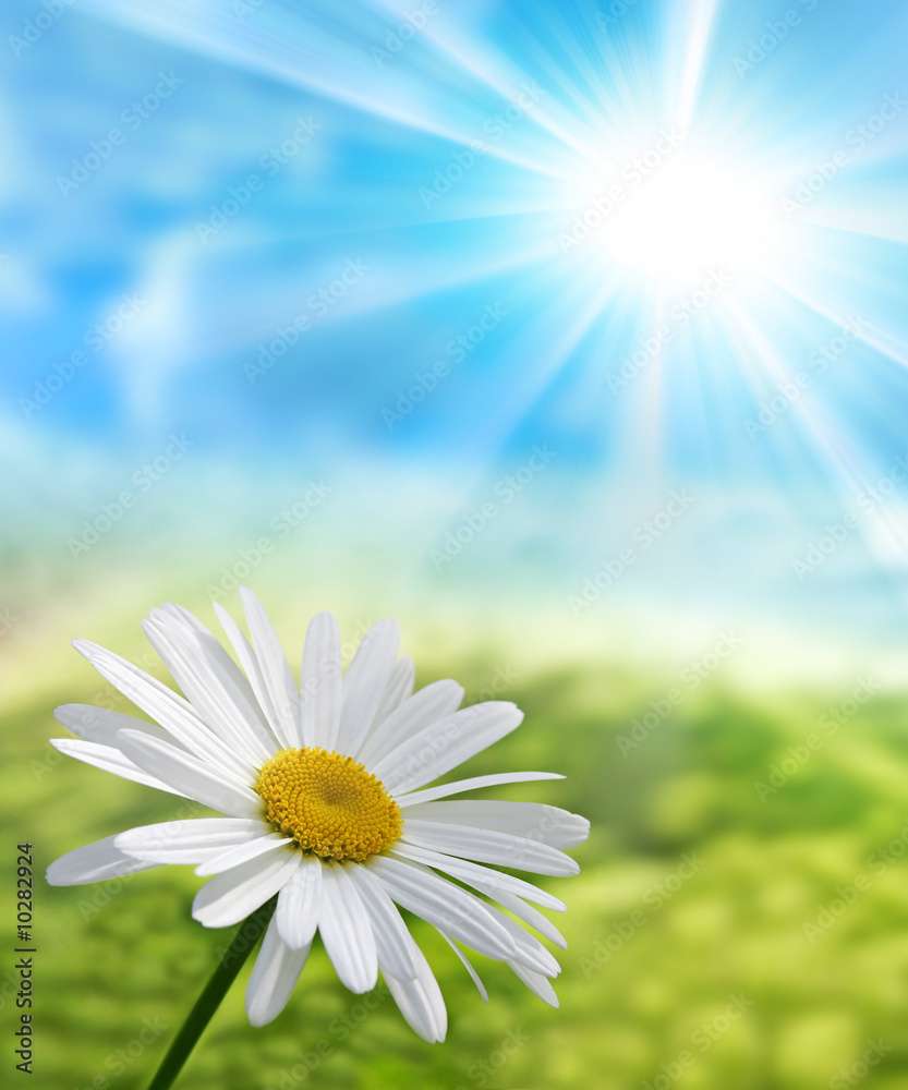 Daisy over sunlight jigsaw puzzle online