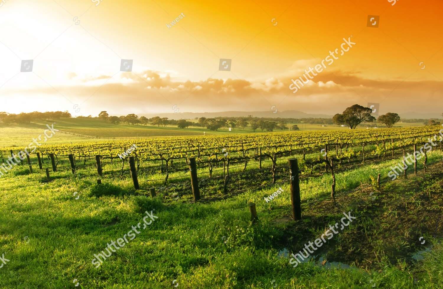 Vigneto nella Barossa Valley Australia puzzle online