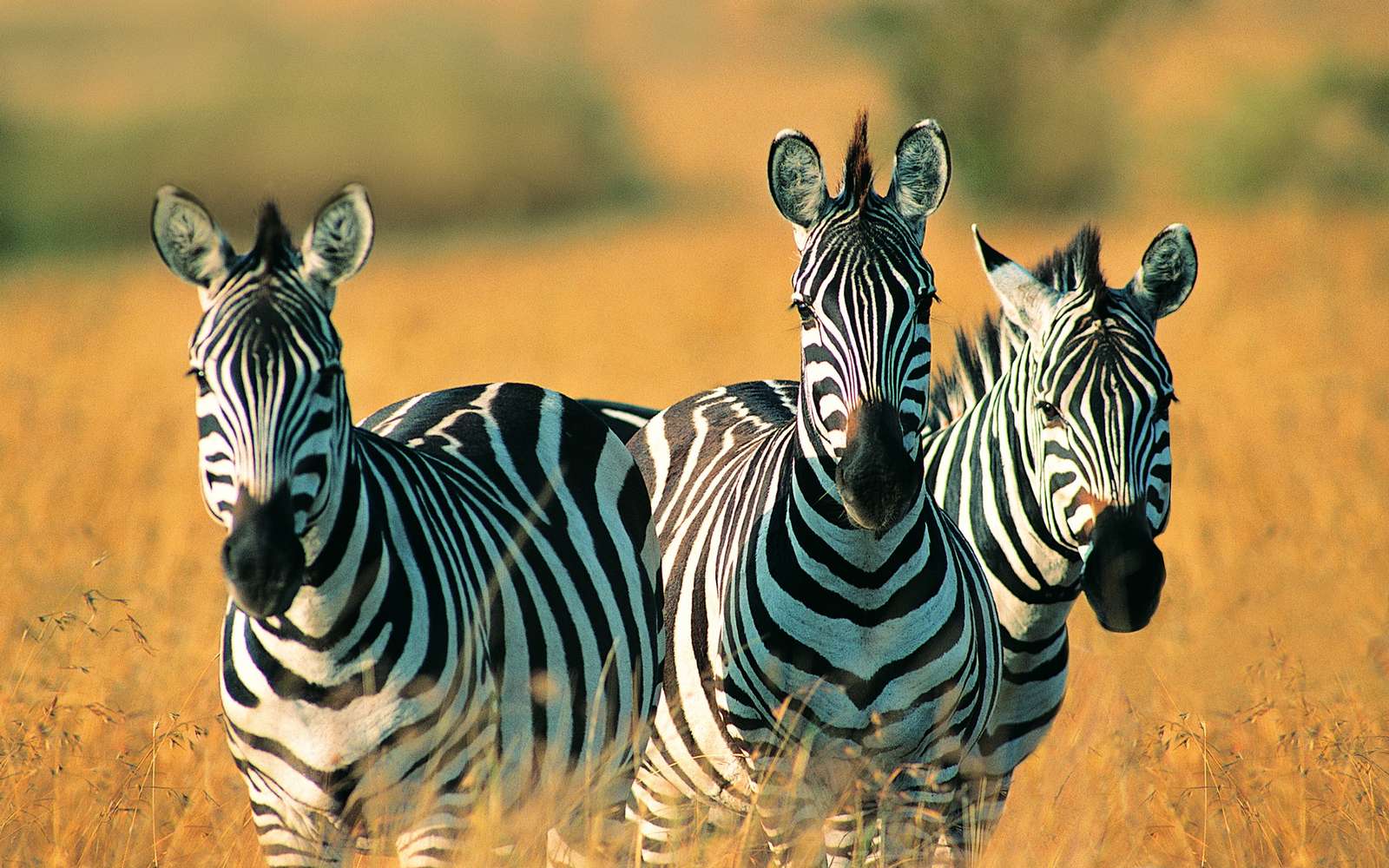 Zebras ❤️❤️❤️❤️❤️❤️❤️❤️❤️ online puzzle