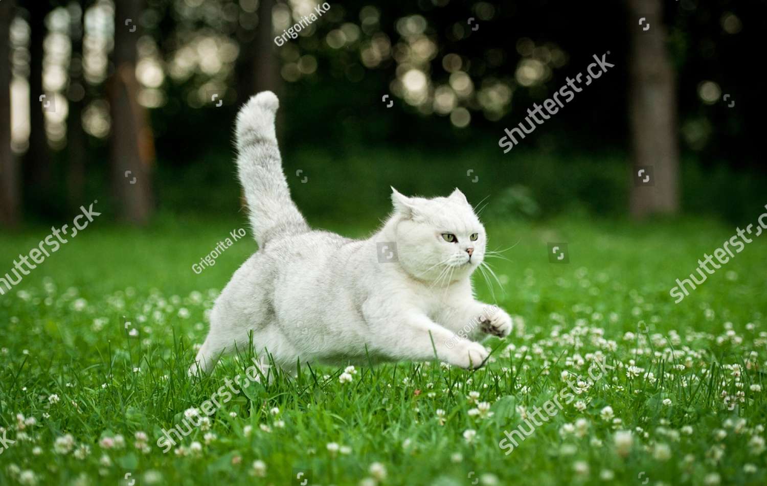 Gatto bianco British Shorthair puzzle online