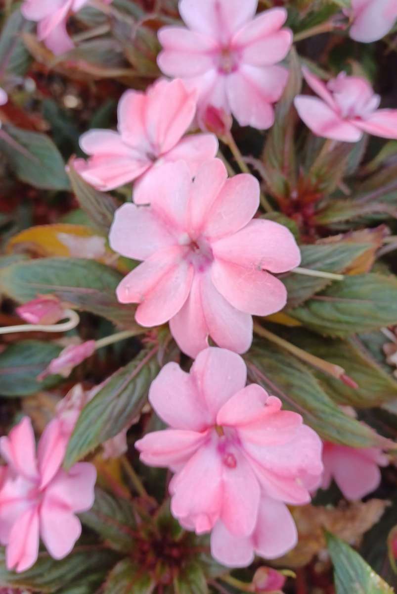 pink flowers close up jigsaw puzzle online