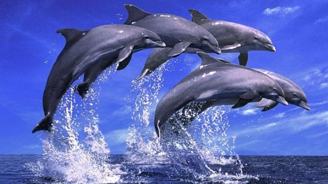 Delfines saltando sobre el agua rompecabezas en línea