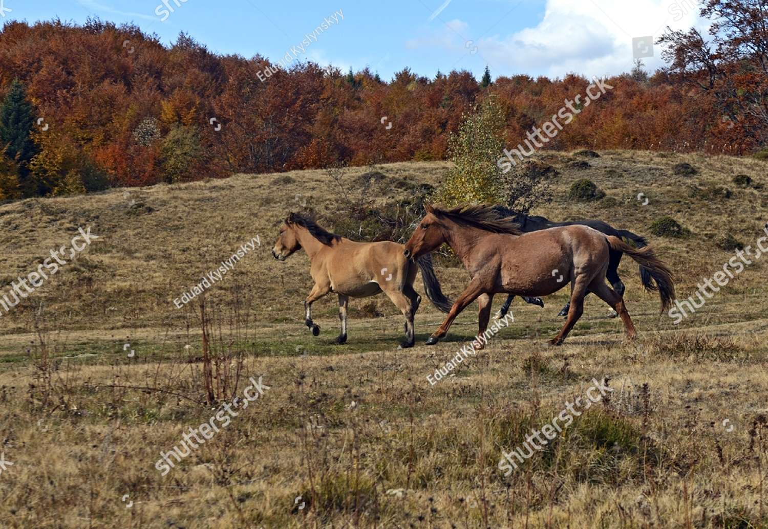 Caballos galopando sobre el paisaje otoñal rompecabezas en línea