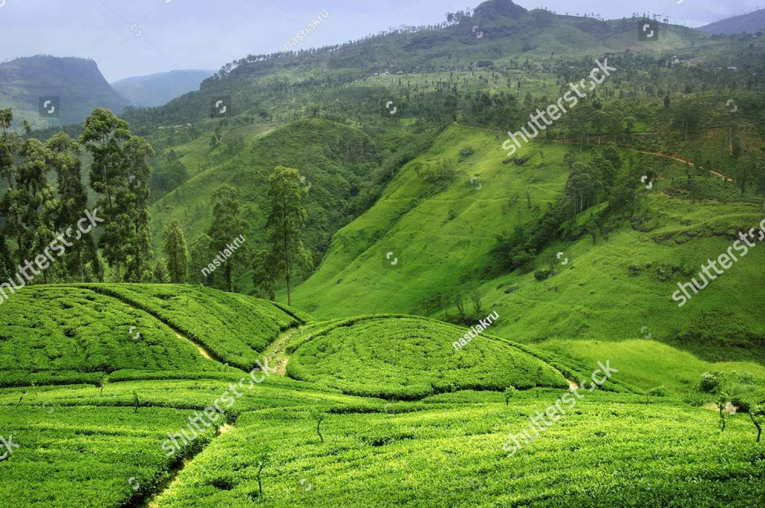 Câmpul de ceai din Sri Lanka jigsaw puzzle online