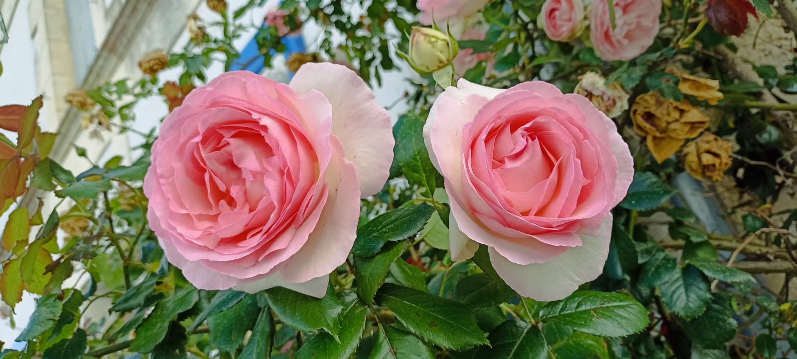 Rosa trepadora rompecabezas en línea