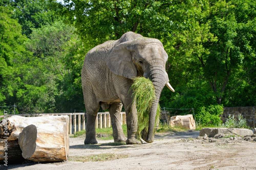 L'éléphant d'Afrique mange de l'herbe puzzle en ligne