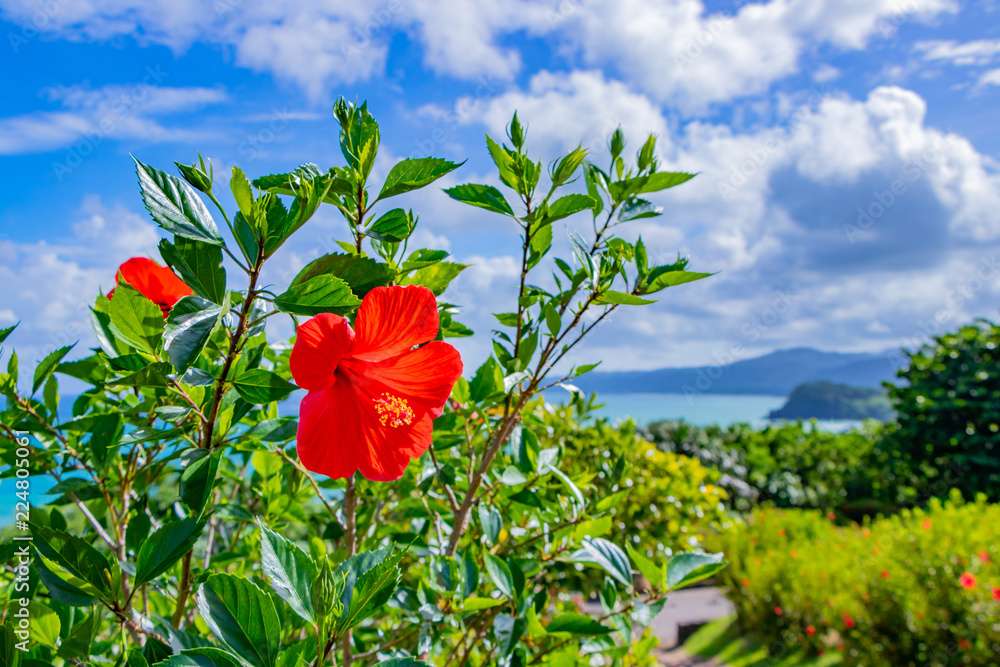 Fleur d'hibiscus puzzle en ligne