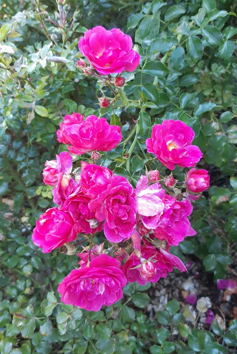 pequenas rosas cor de rosa quebra-cabeças online