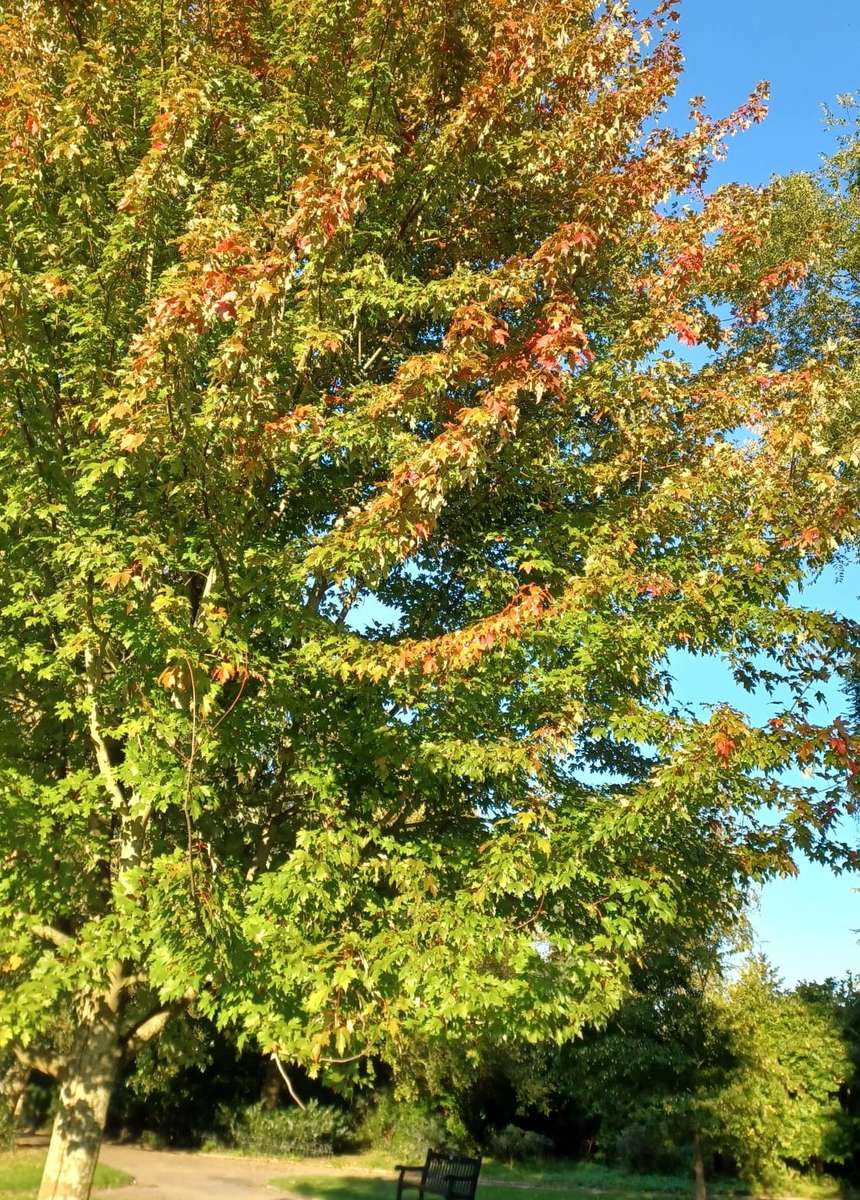 árbol de otoño contra el cielo rompecabezas en línea