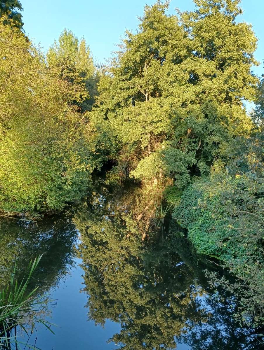 otoño en el bosque junto al agua rompecabezas en línea