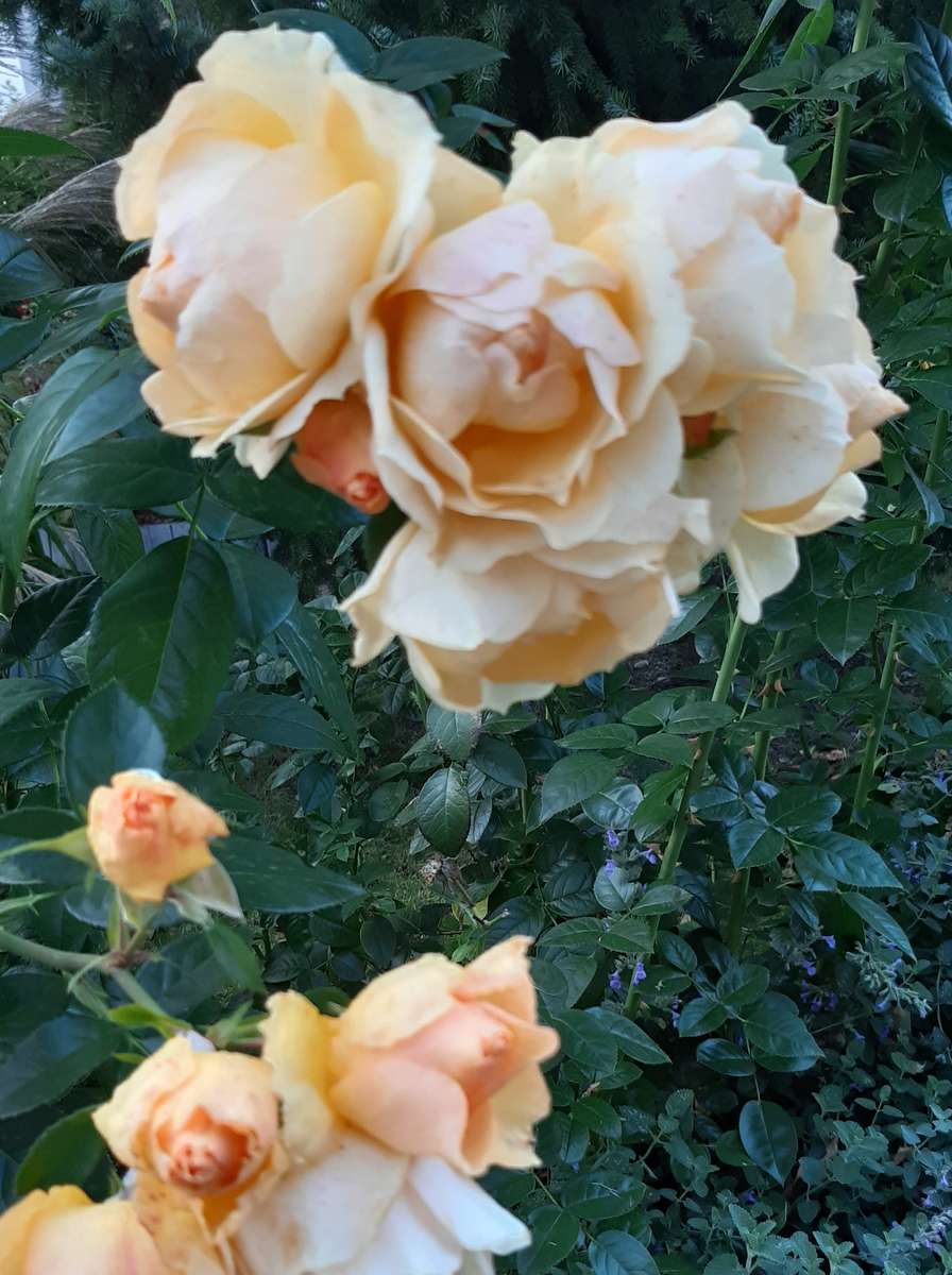 bunches of rose inflorescences online puzzle