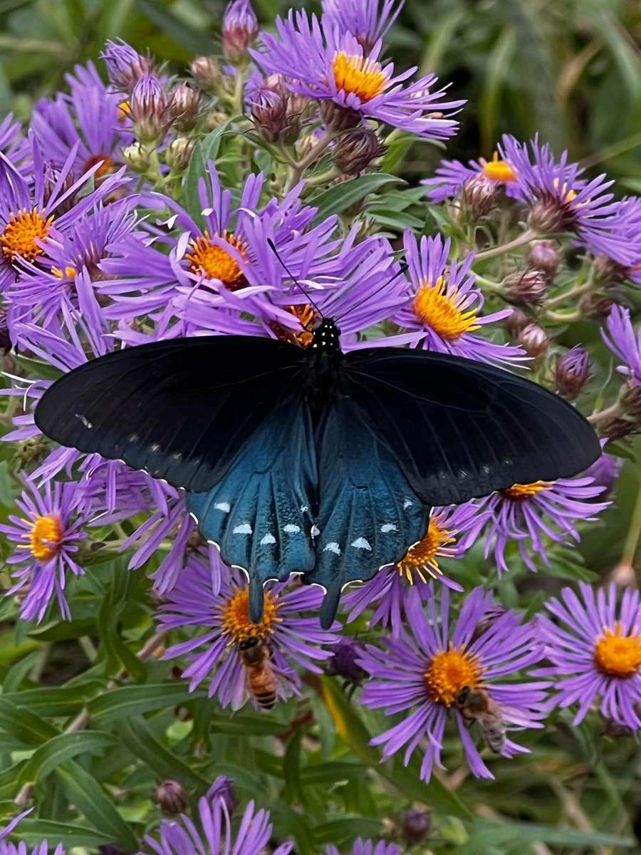 mariposa en flores de otoño rompecabezas en línea