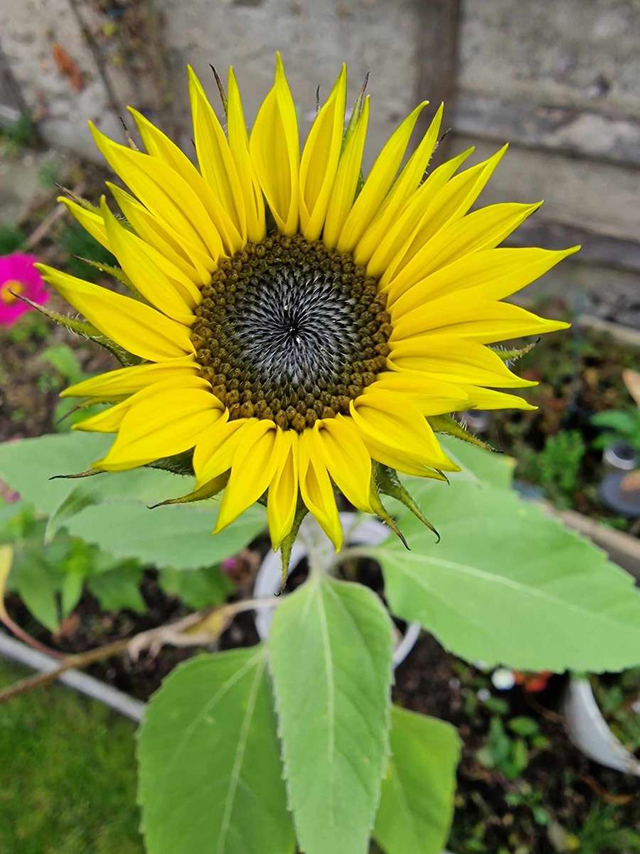 Mini tournesol en pot puzzle en ligne