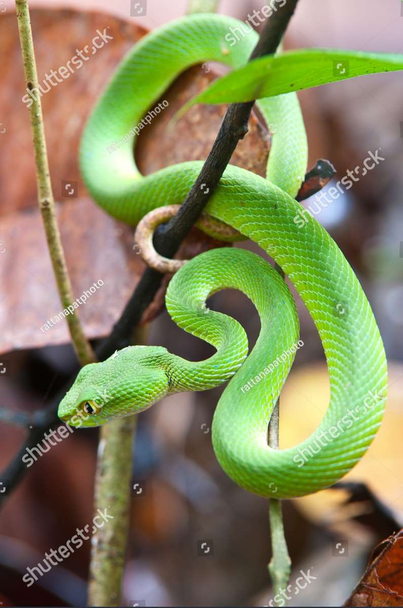 Grüne Viper Online-Puzzle