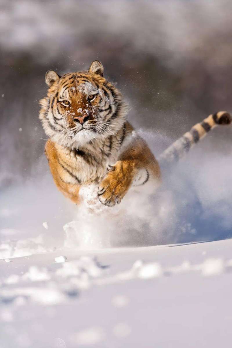 Tigre correndo na neve quebra-cabeças online