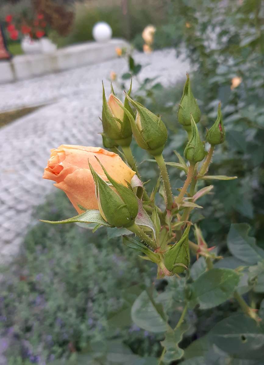 una pequeña rosa junto al callejón del parque rompecabezas en línea