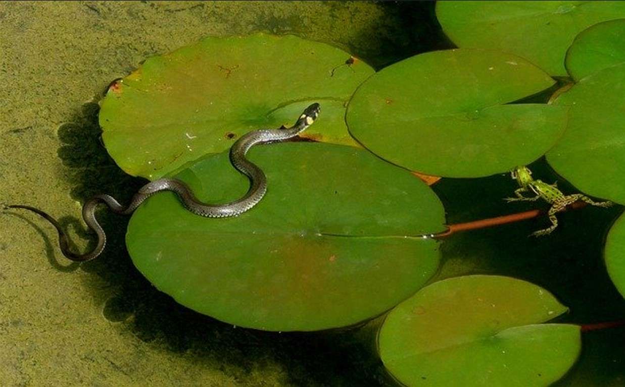 草ヘビとカエル オンラインパズル