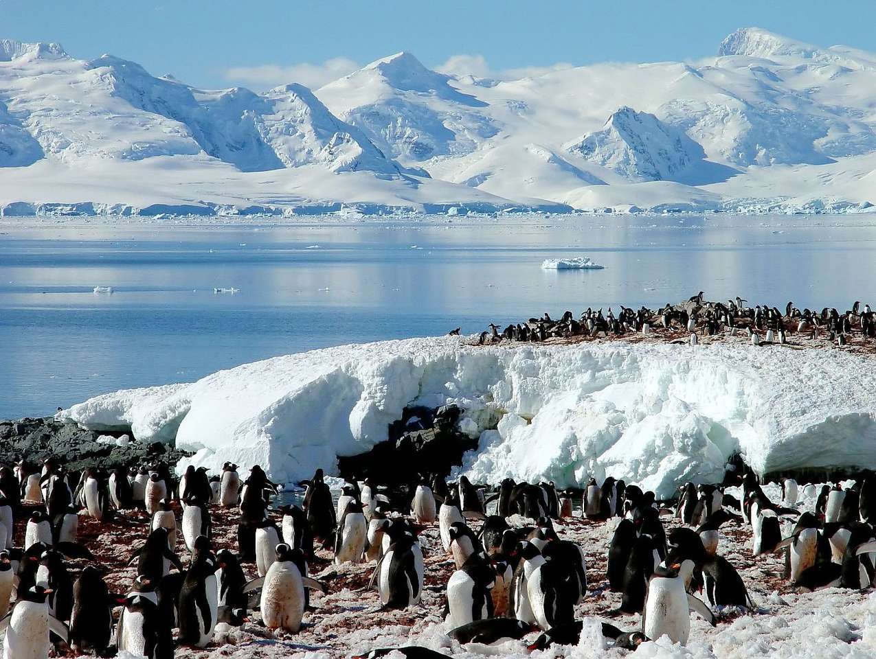 Pingüinos en la Antártida rompecabezas en línea