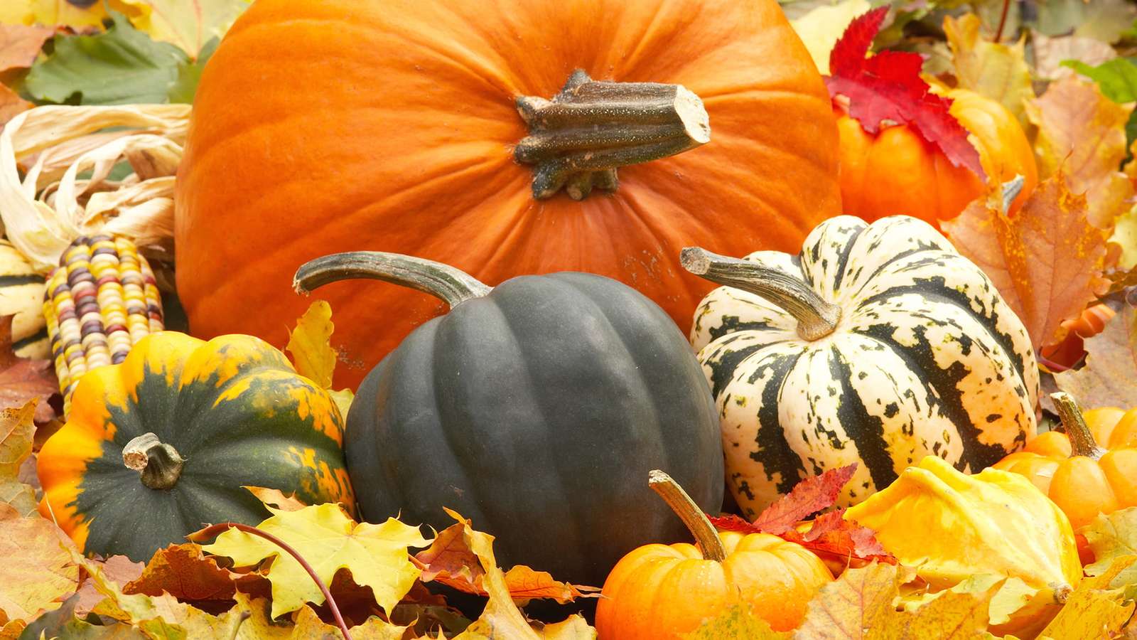 Pumpkins in autumn online puzzle