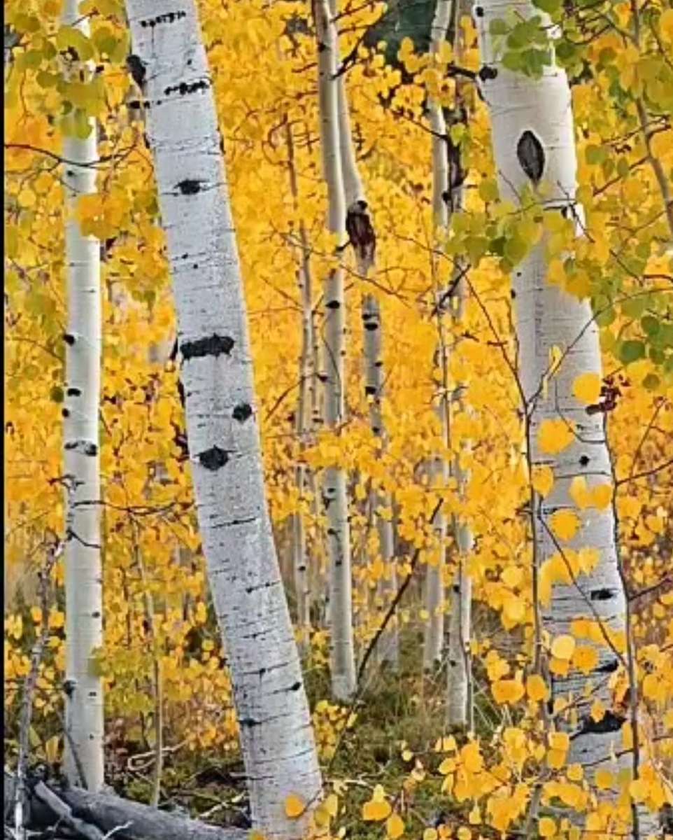 forêt de bouleaux dorés puzzle en ligne