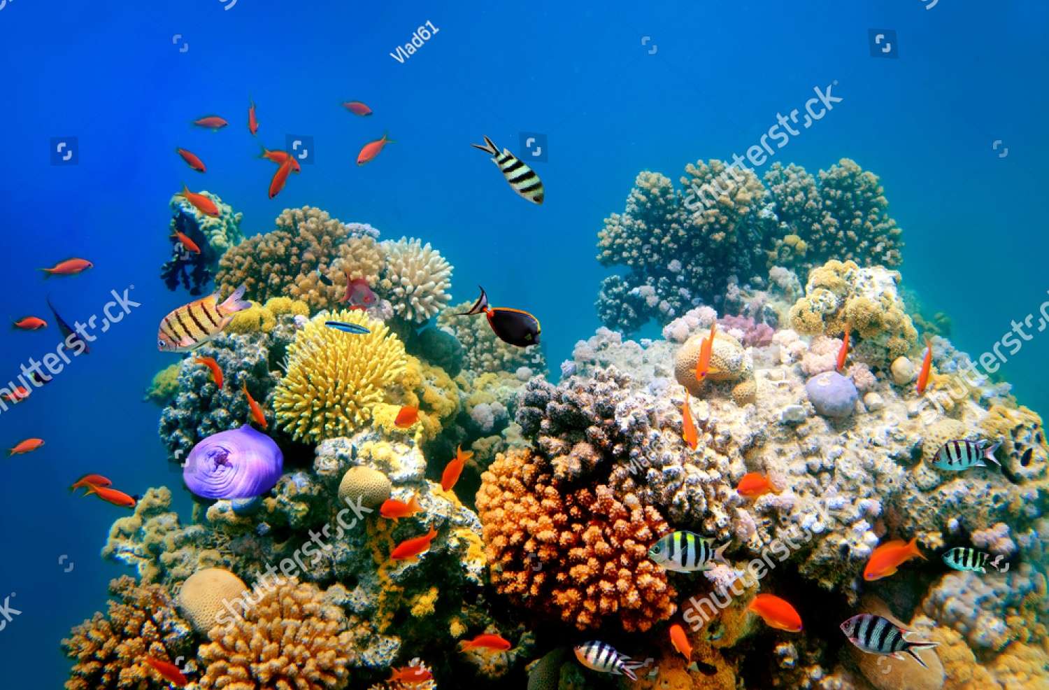 Fish and Coral Reef online puzzle