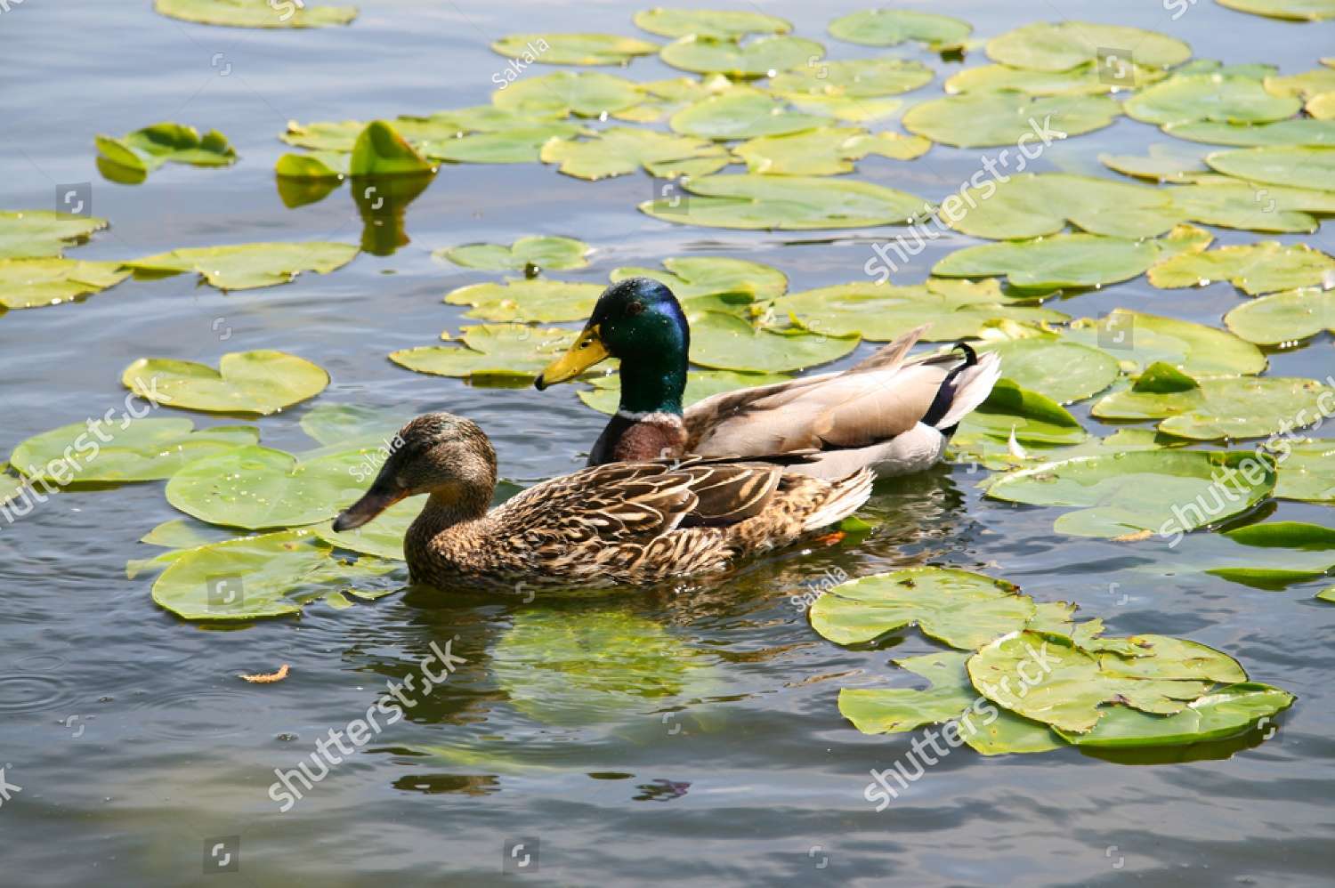 Patos ❤️❤️❤️❤️❤️❤️❤️ rompecabezas en línea