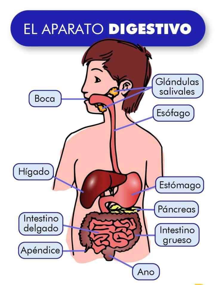 sistemul digestiv puzzle online