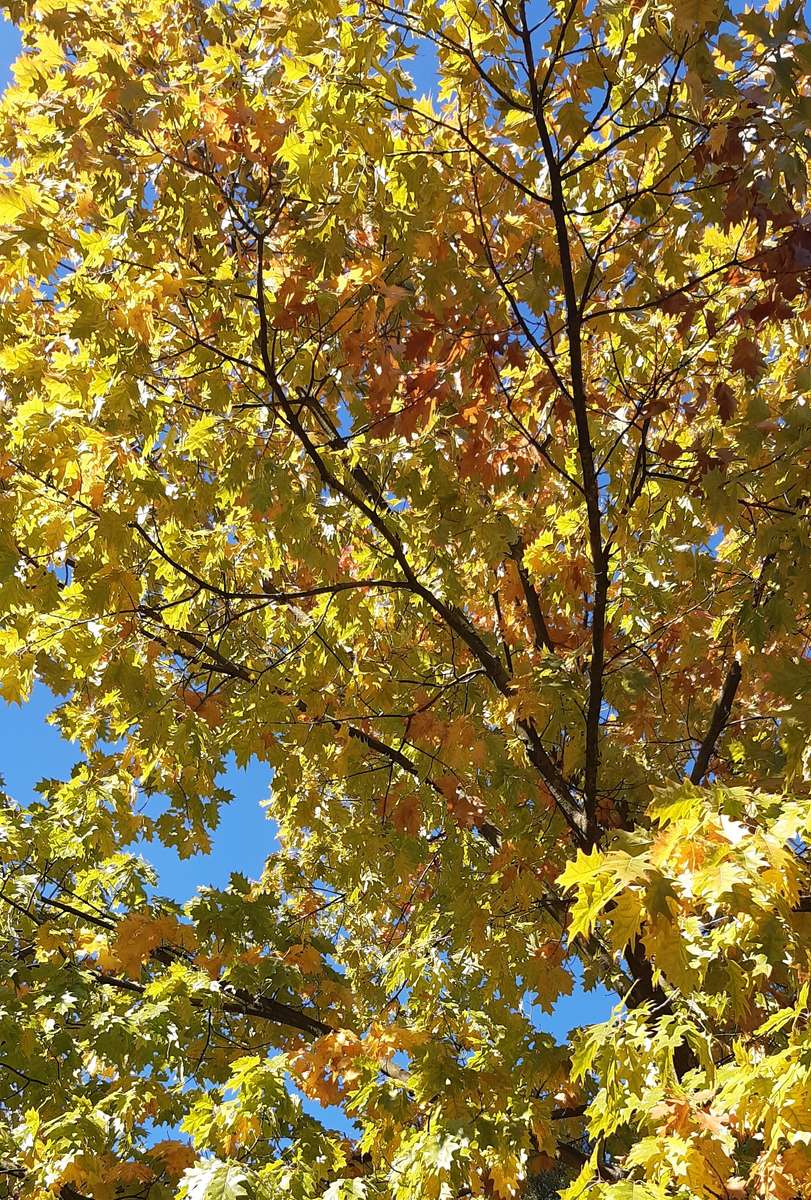 roble dorado de otoño en nuestra calle rompecabezas en línea