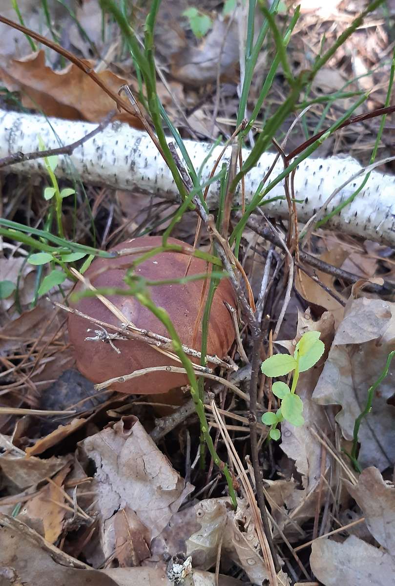 stor riktig svamp i skogen pussel på nätet