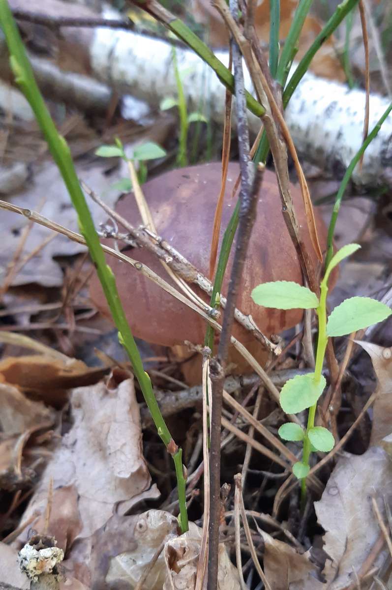 un vrai champignon derrière l'herbe puzzle en ligne